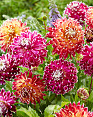 Dahlia Vancouver, Akita