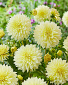 Dahlia Canary Fubuki