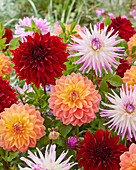 Dahlia mix