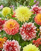 Decorative Dahlia blend