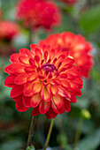 Dahlie (Dahlia) 'Simone'