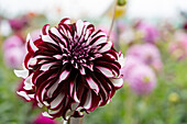 Dahlia Tartan