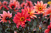 Dahlia Waltzing Mathilda