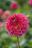 Dahlia Pink Suffusion