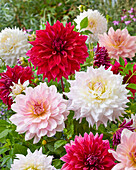 Decorative Dahlia blend