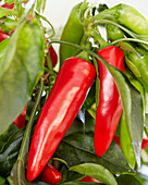 Paprika (Capsicum) 'Pillar Peppers™ Galaxy™ Red'