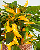 Paprika (Capsicum) 'Pillar Peppers™ Galaxy™ Yellow'