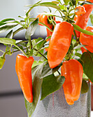 Capsicum Peppers from Heaven™ F1 Orange