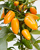 Capsicum Pillar Peppers™ F1 Mimi Orange