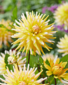 Dahlia Floyds