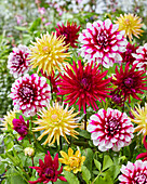 Dahlia colorful mix