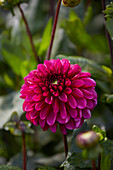 Dahlie (Dahlia) 'Lilac Bull'