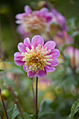 Dahlia Take Off