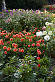 Dahlia garden