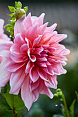 Dahlia Ottos Thrill