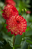 Dahlia Lovelife