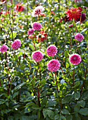 Dahlia garden