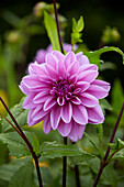 Dahlia Lilac Time