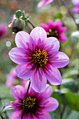 Dahlia Skyfall