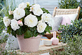 Begonia AmeriHybrid® Ruffled White