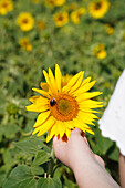 Sonnenblumen auf dem Feld