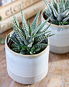 Haworthia Big Band