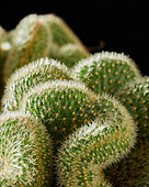 Kaktus Mammillaria hildewintera cristata