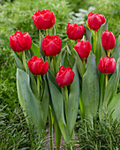 Tulpe (Tulipa) 'Red Symbiose'
