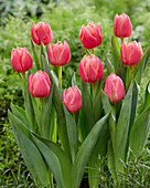 Tulpe (Tulipa) 'Apricot Double Symbiose'