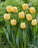Tulpe (Tulipa) 'Double Symbiose' Mischung