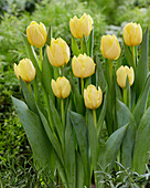 Tulpe (Tulipa) 'Yellow Double Symbiose'