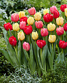 Tulpe (Tulipa) 'Double Symbiose' Mischung