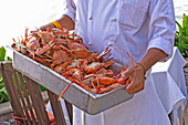 Chef holding a metal container with various fresh crustaceans