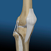 Human knee, illustration