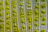 Zygnema sp. algae, light micrograph