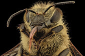 Western honey bee head