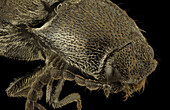Cidnopus pilosus beetle