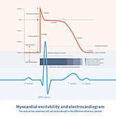 Myocardial excitability and ECG, illustration