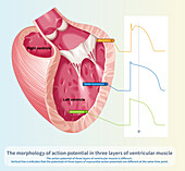 Action potential of ventricular muscle, illustration