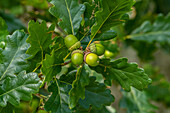Acorns of sessile oak (Quercus petraea) in late summer