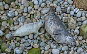 Grey seal mother and pup on breeding beach in Wales