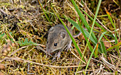 Wood mouse feeding in grassland