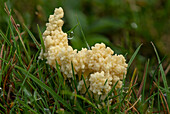 Dog sick slime mould on grassland in autumn