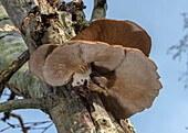 Oyster mushroom (Pleurotus ostreatus) on birch tree