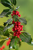 Ripe holly berries in late autumn hedgerow