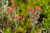 Cladonia lichen growing on heathland