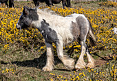 Welsh mountain ponies grazing on common land