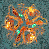 Gamma-carbonic anhydrase, illustration