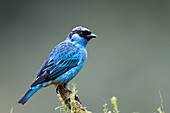 Golden-naped tanager