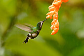 Green thorntail feeding on a flower